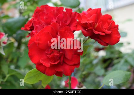 Roses rouges aux pétales vibrants dans un cadre naturel, entourées de feuilles vertes. Les fleurs sont en pleine floraison, montrant leur couleur intense et délicate Banque D'Images
