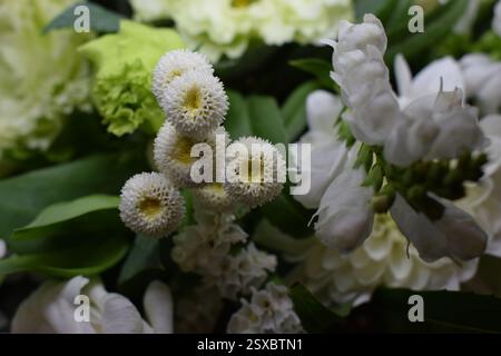 Une photographie rapprochée d'un arrangement de diverses fleurs blanches et vert clair, mettant en évidence leurs pétales délicats et leurs textures complexes. Le compo Banque D'Images