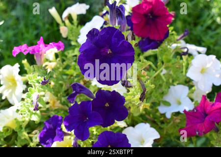 Un parterre de fleurs rempli de différentes couleurs de pétunias. Les fleurs sont en pleine floraison, affichant des nuances de blanc, rouge, rose, violet, lilas. La verdure Banque D'Images