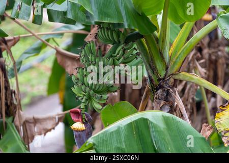 Un bananier avec de belles bananes vertes. Banque D'Images