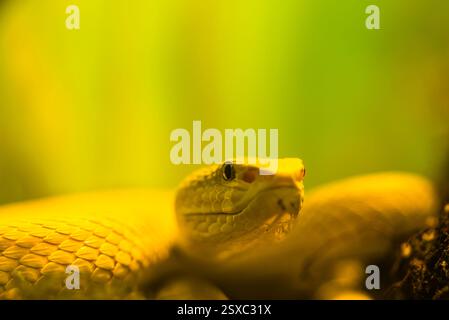Gros plan d'une tête de serpent jaune éclatante sur un fond vert doux Banque D'Images