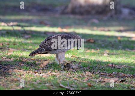 Faucon sauvage à queue rouge (Buteo jamaicensis) mangeant un écureuil sur le sol en Californie du Sud Banque D'Images