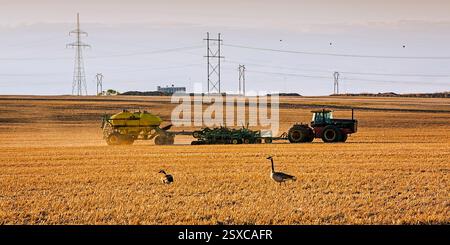 Tracteur jaune conduisant dans un champ. Un troupeau d'oies marche dans le champ Banque D'Images