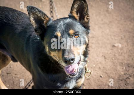 portrait d'un chien kelpie Banque D'Images