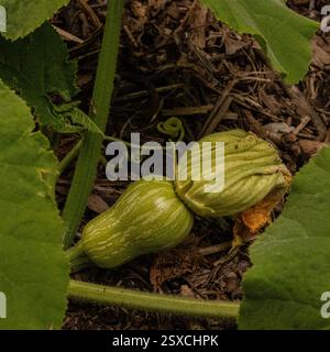 Baby Butternut Pumpkin se développant à partir de la tête de fleur Banque D'Images