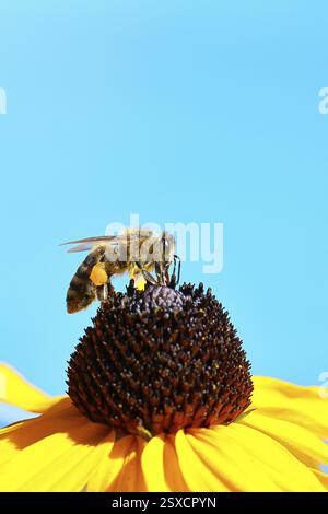 Abeille à miel européenne (Apis mellifera), recueillant le nectar d'un coneflower jaune (Echinacea paradoxa), devant un ciel bleu, gros plan, macro photogra Banque D'Images