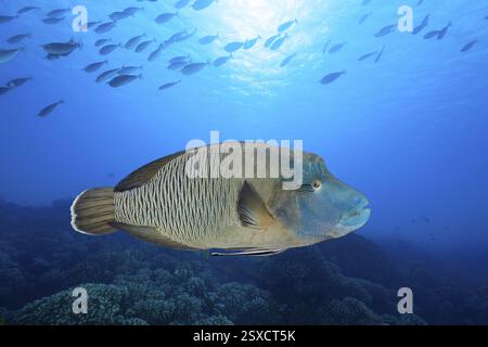 Napoléon wrasse (Cheilinus undulatus), avec le gardien du navire (Echeneis naucrates) nageant au-dessus du récif corallien à contre-jour du soleil, haut-fond de poissons dedans Banque D'Images