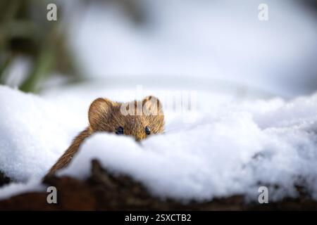 Campagnard (Myodes glareolus) se cachant dans son environnement naturel, niché parmi les feuilles, les racines et les débris forestiers. Banque D'Images