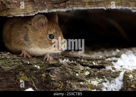Campagnard (Myodes glareolus) se cachant dans son environnement naturel, niché parmi les feuilles, les racines et les débris forestiers. Banque D'Images