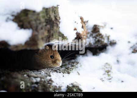 Campagnard (Myodes glareolus) se cachant dans son environnement naturel, niché parmi les feuilles, les racines et les débris forestiers. Banque D'Images