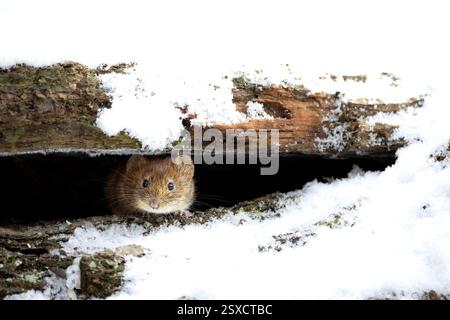Campagnard (Myodes glareolus) se cachant dans son environnement naturel, niché parmi les feuilles, les racines et les débris forestiers. Banque D'Images