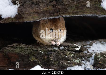 Campagnard (Myodes glareolus) se cachant dans son environnement naturel, niché parmi les feuilles, les racines et les débris forestiers. Banque D'Images