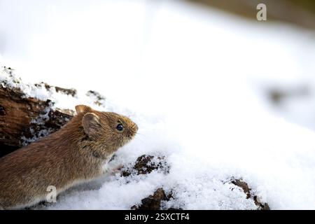 Campagnard (Myodes glareolus) se cachant dans son environnement naturel, niché parmi les feuilles, les racines et les débris forestiers. Banque D'Images