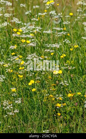 Prairie d'été avec des fleurs de papillons sauvages et de persil de vache Banque D'Images