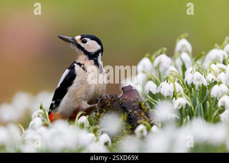 Grand pic tacheté Dendrocopos major, femelle adulte perchée sur moignon parmi Snowdrop Galanthus nivalis, fleurs, Suffolk, Angleterre, février Banque D'Images