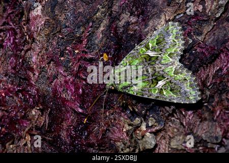 Trachée atriplicis, la teigne de l'orache, sur un arbre une nuit de septembre montrant de belles marques et détails - Raasepori, sud-ouest de la Finlande Banque D'Images