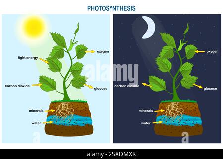 Diagramme de photosynthèse. Procédé de production d'oxygène par une plante. Processus de photosynthèse labellisé.Science Education affiche botanique.affiche du processus de photosynthèse Illustration de Vecteur