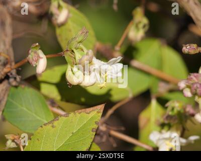 The cream-colored flowers of the winter honeysuckle 'Winter Beauty' Lonicera purpusii serve as bee pasture in mid-February Banque D'Images
