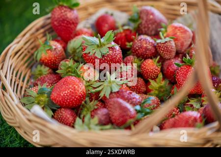Fraises fraîches mûres dans un panier en osier Banque D'Images
