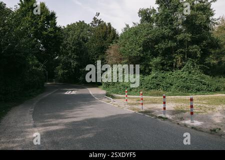 Route asphaltée vide à travers les arbres verts Banque D'Images