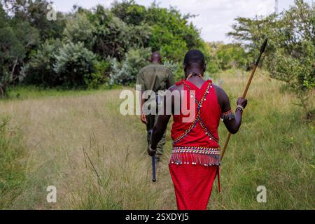 Un membre de la tribu Masai et garde forestier dans le Masai Mara du Kenya. Banque D'Images