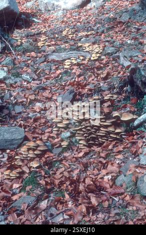 Champignon du miel, Armillaria mellea. Grappe de fructifications sur sol forestier Banque D'Images