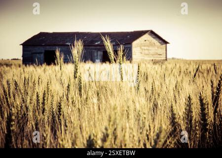 La grande et vieille grange se trouve dans un champ d'herbe haute et sèche. La grange est entourée d'un grand champ de blé Banque D'Images