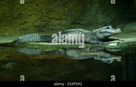 Crocodile nain (Osteolaemus-letraspis) Banque D'Images