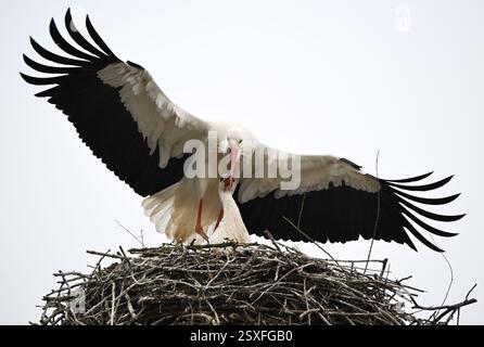 Bensheim, Allemagne. 24 février 2025. Une paire de cigognes font l'amour dans leur nid. De nombreuses cigognes se sont installées dans le village de la Bergstrasse de Hesse. Crédit : Arne Dedert/dpa/Alamy Live News Banque D'Images