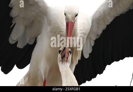 Bensheim, Allemagne. 24 février 2025. Une paire de cigognes font l'amour dans leur nid. De nombreuses cigognes se sont installées dans le village de la Bergstrasse de Hesse. Crédit : Arne Dedert/dpa/Alamy Live News Banque D'Images