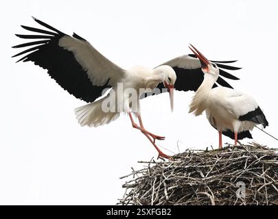 Bensheim, Allemagne. 24 février 2025. Une cigogne atterrit dans son nid après une excursion. De nombreuses cigognes se sont installées dans le village de la Bergstrasse de Hesse. Crédit : Arne Dedert/dpa/Alamy Live News Banque D'Images