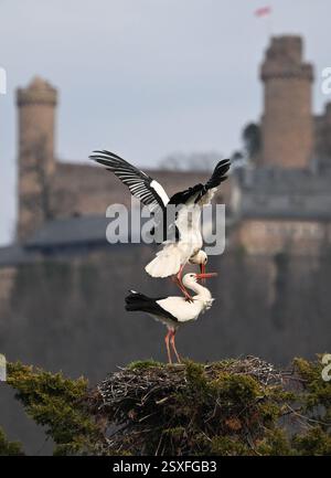 Bensheim, Allemagne. 24 février 2025. Sur fond de château d'Auerbach, une paire de cigognes font l'amour dans leur nid. De nombreuses cigognes se sont installées dans le village de la Bergstrasse de Hesse. Crédit : Arne Dedert/dpa/Alamy Live News Banque D'Images