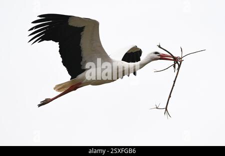 Bensheim, Allemagne. 24 février 2025. Une cigogne retourne à son nid après une excursion avec du matériel de nidification dans son bec. De nombreuses cigognes se sont installées dans le village de la Bergstrasse de Hesse. Crédit : Arne Dedert/dpa/Alamy Live News Banque D'Images