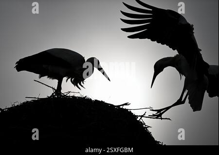 Bensheim, Allemagne. 24 février 2025. Une cigogne atterrit dans son nid après une excursion. De nombreuses cigognes se sont installées dans le village de la Bergstrasse de Hesse. Crédit : Arne Dedert/dpa/Alamy Live News Banque D'Images