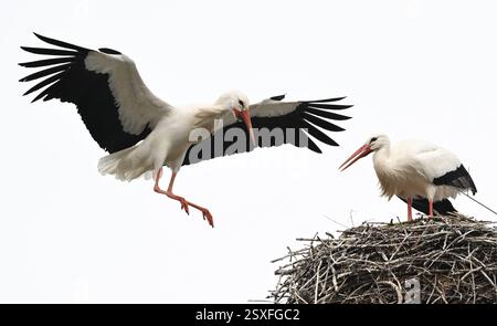 Bensheim, Allemagne. 24 février 2025. Une cigogne atterrit dans son nid après une excursion. De nombreuses cigognes se sont installées dans le village de la Bergstrasse de Hesse. Crédit : Arne Dedert/dpa/Alamy Live News Banque D'Images