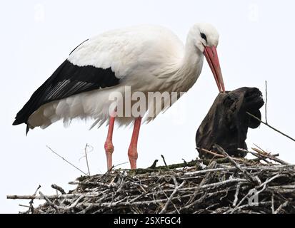 Bensheim, Allemagne. 24 février 2025. Une cigogne a un chandail pourri dans son bec pendant qu'elle construit son nid. De nombreuses cigognes se sont installées dans le village de la Bergstrasse de Hesse. Crédit : Arne Dedert/dpa/Alamy Live News Banque D'Images
