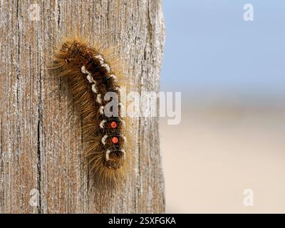 chenille à queue brune, Euproctis chrysorrhoea, chenille sur souche groyne Norfolk May Banque D'Images