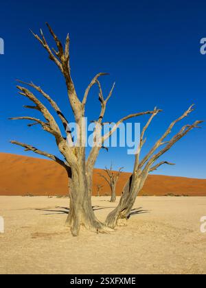Regardant à travers les arbres squelettiques de Dead Vlei, encadrant chacun, parmi les dunes de sable rouge du Namib Banque D'Images