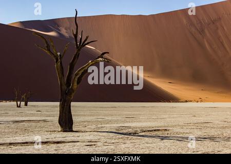 Doré tôt le matin à Dooievlei, Namibie, avec les anciens arbres morts rétro-éclairés et les hautes dunes de sable captant la première lumière. Banque D'Images