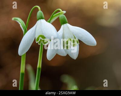 fleurs snowdrop fleurissant dans un jardin au printemps Banque D'Images