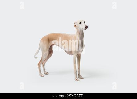 Portrait d'un Galgo, race de chien lévrier espagnol, isolé sur fond blanc Banque D'Images