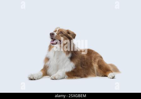 Portrait d'un beau berger australien heureux couché, races de chiens et concept de soins pour animaux de compagnie Banque D'Images
