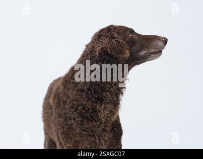 Grand chien brun levant les yeux, race Retriever à poil bouclé Banque D'Images