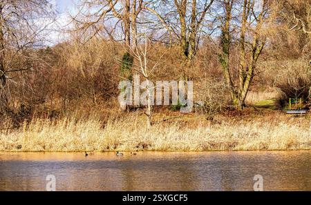 Dundee, Tayside, Écosse, Royaume-Uni. 24 février 2025. Météo Royaume-Uni : temps lumineux et venteux à Dundee Trottick nature and Wildlife Reserve qui a une beauté naturelle tout au long de la saison hivernale. Crédit : Dundee Photographics/Alamy Live News Banque D'Images