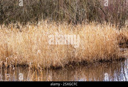 Dundee, Tayside, Écosse, Royaume-Uni. 24 février 2025. Météo Royaume-Uni : temps lumineux et venteux à Dundee Trottick nature and Wildlife Reserve qui a une beauté naturelle tout au long de la saison hivernale. Crédit : Dundee Photographics/Alamy Live News Banque D'Images