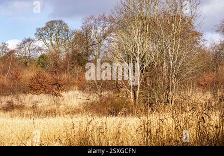 Dundee, Tayside, Écosse, Royaume-Uni. 24 février 2025. Météo Royaume-Uni : temps lumineux et venteux à Dundee Trottick nature and Wildlife Reserve qui a une beauté naturelle tout au long de la saison hivernale. Crédit : Dundee Photographics/Alamy Live News Banque D'Images