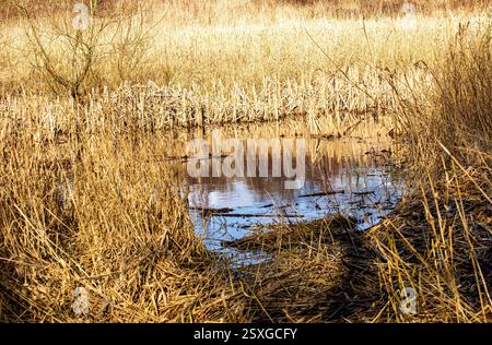 Dundee, Tayside, Écosse, Royaume-Uni. 24 février 2025. Météo Royaume-Uni : temps lumineux et venteux à Dundee Trottick nature and Wildlife Reserve qui a une beauté naturelle tout au long de la saison hivernale. Crédit : Dundee Photographics/Alamy Live News Banque D'Images