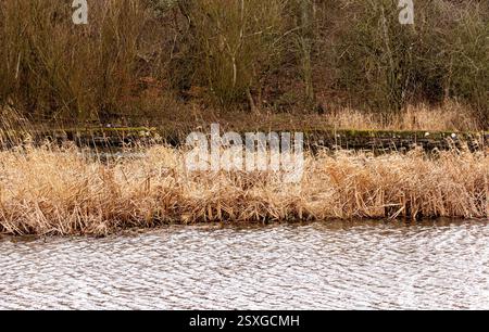 Dundee, Tayside, Écosse, Royaume-Uni. 24 février 2025. Météo Royaume-Uni : temps lumineux et venteux à Dundee Trottick nature and Wildlife Reserve qui a une beauté naturelle tout au long de la saison hivernale. Crédit : Dundee Photographics/Alamy Live News Banque D'Images