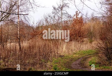 Dundee, Tayside, Écosse, Royaume-Uni. 24 février 2025. Météo Royaume-Uni : temps lumineux et venteux à Dundee Trottick nature and Wildlife Reserve qui a une beauté naturelle tout au long de la saison hivernale. Crédit : Dundee Photographics/Alamy Live News Banque D'Images