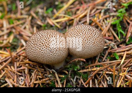 Bouffball sombre / bouffball noirâtre (Lycoperdon nigrescens / Lycoperdon foetidum) dans la forêt de conifères en automne / automne Banque D'Images